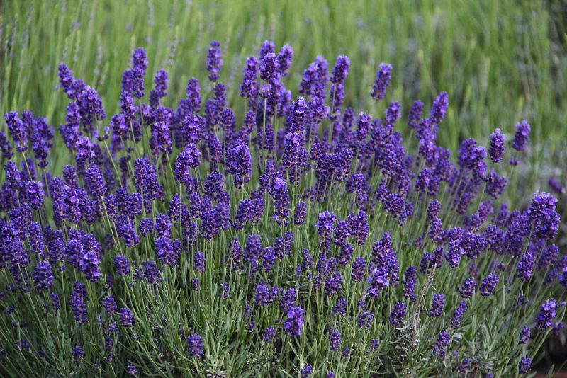Farm Photos Peace Valley Lavender Farm