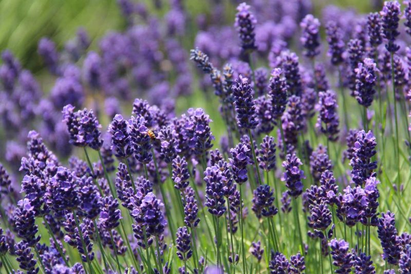 Farm Photos Peace Valley Lavender Farm